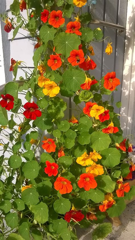 Top Notch Growing Nasturtiums In Hanging Baskets String Plant Pot Holders Red Trailing Succulent