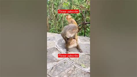 Two Monkeys Having Sex Two Monkeys Copulating Animal World Youtube