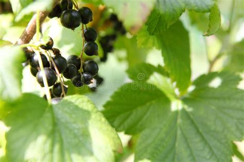 Korinthen stockfoto. Bild von gesundheit, gesund, schwarzes - 54519082