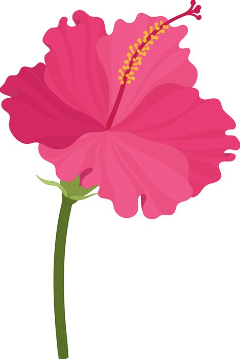 Pink Hibiscus flower hand drawn illustration. 10171364 PNG