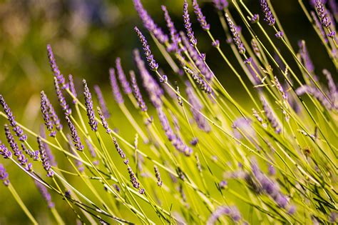 Lavender Bunga Alam Foto Gratis Di Pixabay Pixabay