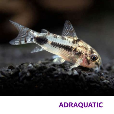 Jual IKAN HIAS CORYDORAS PYGMY PYGMAEUS CORY CATFISH AIR TAWAR Di