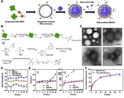 PDF A Facile Approach To Functionalizing Cell Membranecoated