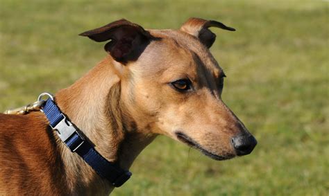 Whippet Information - Dog Breeds at thepetowners