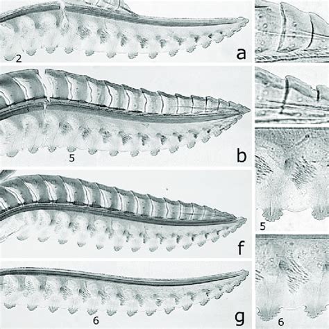 Female Ovipositor A G Lancet B F Ovipositor B Reversed C D Apex Download Scientific