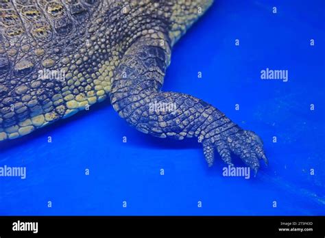 Chinese alligator claws Stock Photo - Alamy