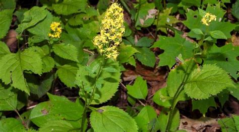 10 Beautiful Goldenrod Varieties for Your Garden