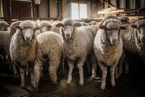 480+ Sheep Shearing Australia Stock Photos, Pictures & Royalty-Free ...