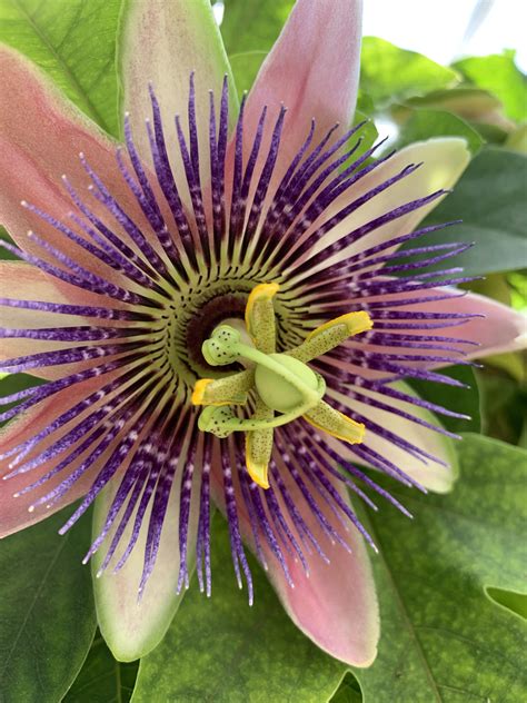 138 Best Passionflower Images On Pholder Gardening Druggardening And