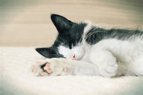 Kitten sleeping stock photo. Image of carnivore, friendship - 44757090