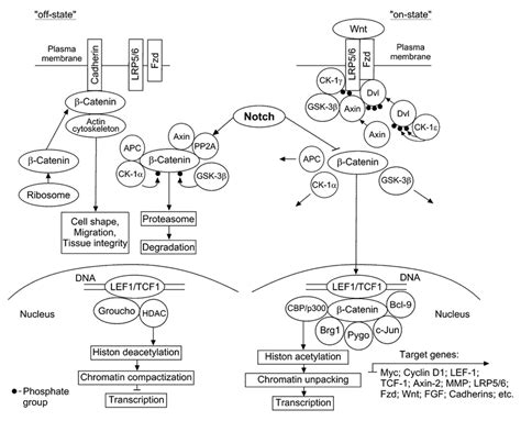 The Canonical Wnt Catenin Signaling Pathway After Synthesis Catenin