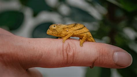 Worlds Largest Chameleon Hatches In Uk First After 569 Days Of