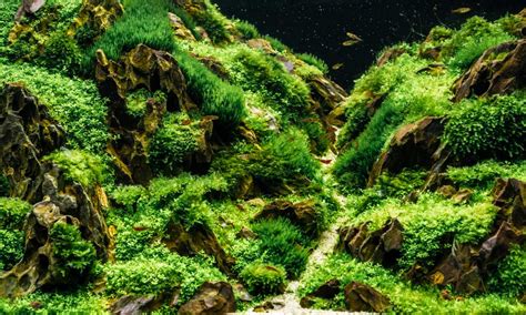 3 Methods To Own Your Unique Fish Tank Backgrounds – Love Fish Tank