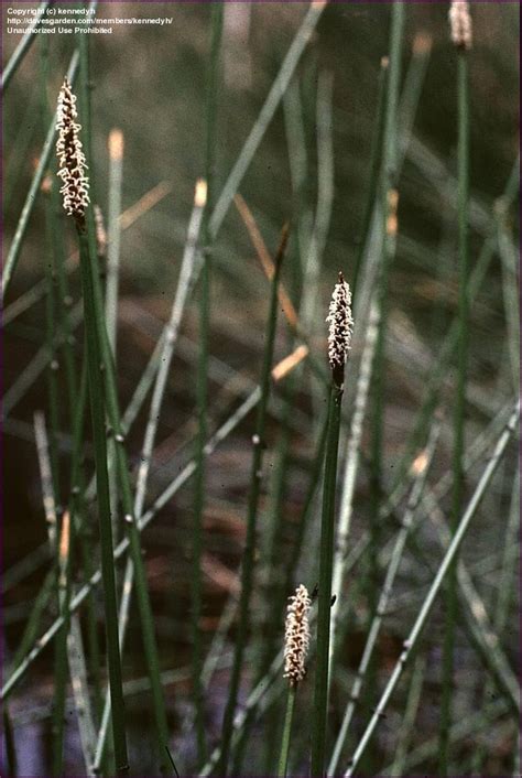 Plantfiles Pictures Common Spike Rush Eleocharis Acuta 1 By Kennedyh