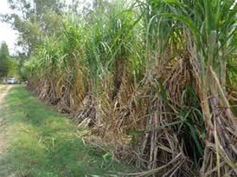 Up Govt To Monitor Sugar Cane Price Payment On Daily Basis