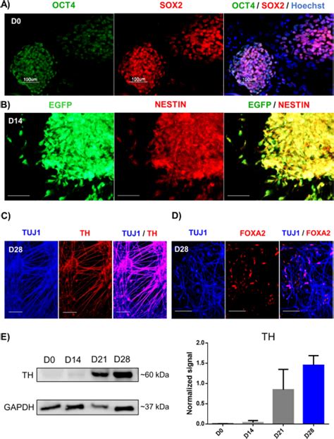 Dynamic Landscape Of Chromatin Accessibility And Transcriptomic Changes