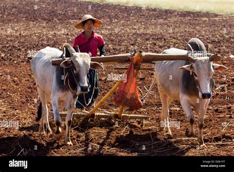 Ox Drawn Plough Hi Res Stock Photography And Images Alamy