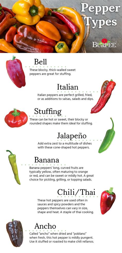 Pepper Plant Identification Chart Garden Plant