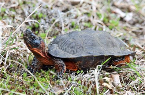 13 Wild Animals in Iowa [Wildlife in Iowa] - Kevmrc