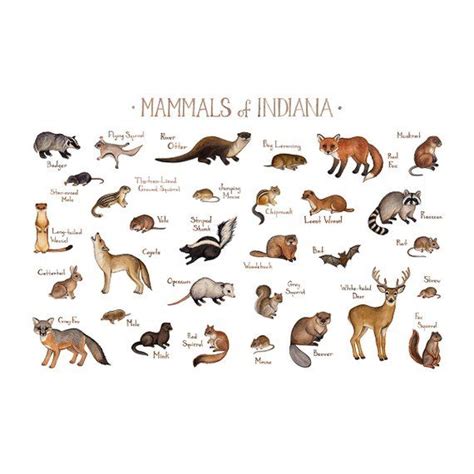 Indiana Mammals Field Guide Art Print Animals Of Indiana Etsy