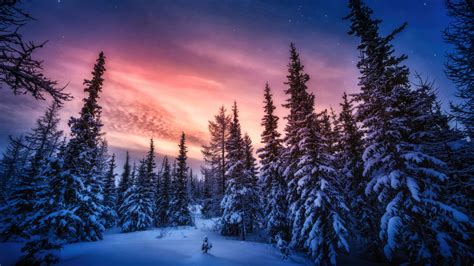 🔥 [30+] Snowy Forest 4K Wallpapers | WallpaperSafari