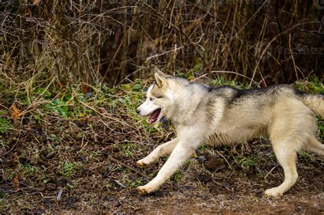 How Much Should I Walk My Siberian Husky