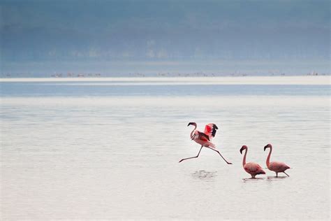 Beauty Of God Millions Of Pink Flamingos At Lake Nakuru Kenya