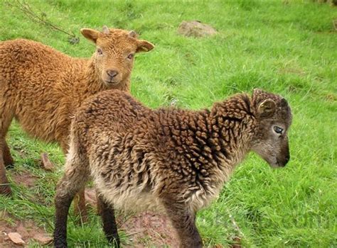 Soay: Lamb Coat Colours in Soay Sheep