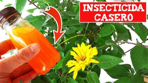 Como Hacer Un Insecticida Casero