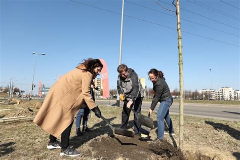 Nowe nasadzenia drzew w Gdańsku Dzielnica Chełm jeszcze bardziej zielona