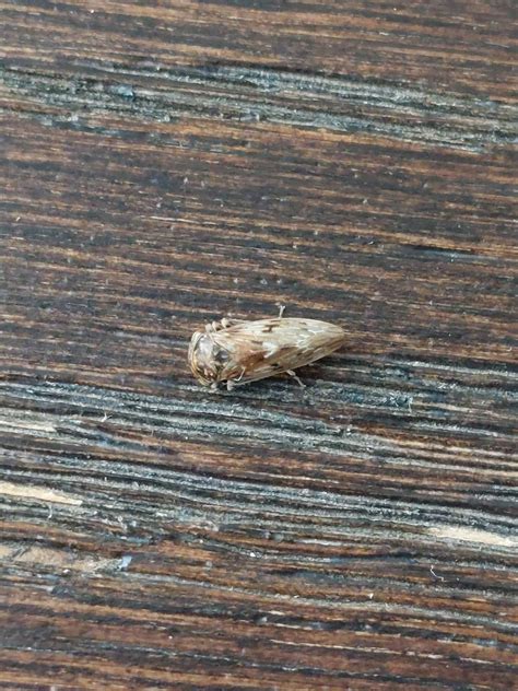 Hi, can you identify these flying bugs? I found a few of them in my ...