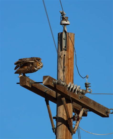 Telephone Poles With Birds