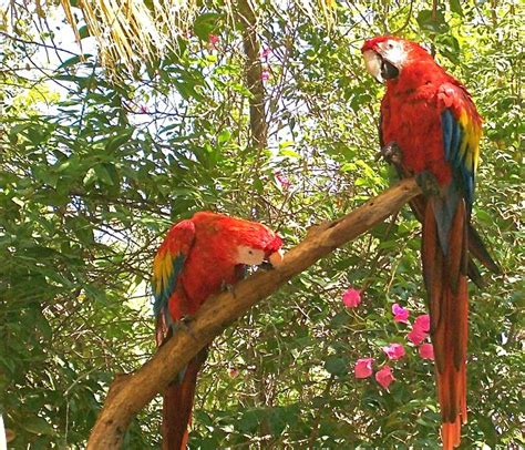 At the Phoenix Zoo Phoenix, Parrot, Zoo, Birds, Nature, Animals, Parrot ...