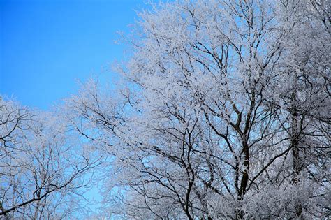 图片素材 树 性质 户外 科 开花 雪 冬季 厂 天空 白色 霜 冰 弹簧 冻结 蓝色 季节性 寒意