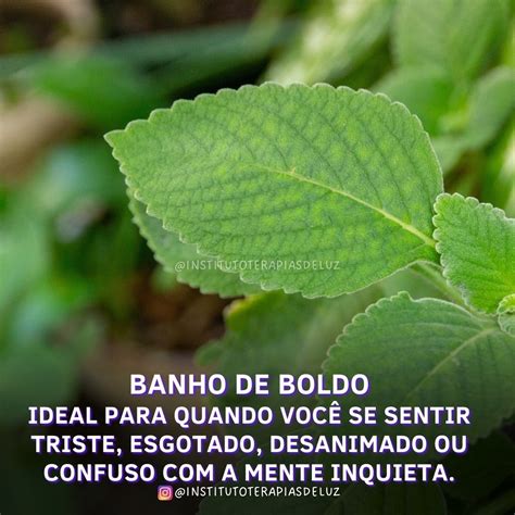 BANHO DE BOLDO Blog Do Instituto Terapias De Luz