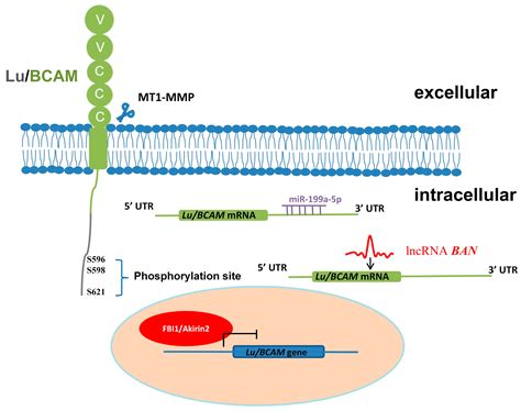 Ijms Free Full Text The Role Of Lutheranbasal Cell Adhesion