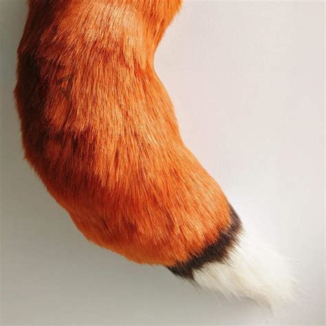 Ember Fox Tail And Ears Set Ddlg World