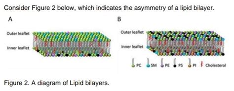 Solved Discuss why lipid asymmetry is important for cellular | Chegg.com