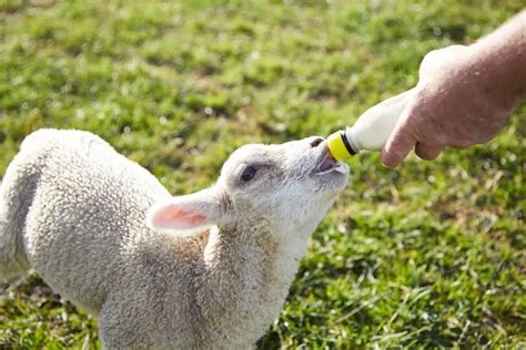 Sheep Farming For Beginners: Definitive Guide - SheepCaretaker