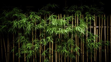 Bamboo Fence Growing Up Next To A Dark Wall Background Closeup Of