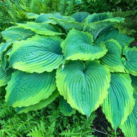 Buy Spartacus Hosta Online | Giant Hostas | Breck's