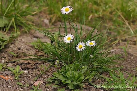 Bellis Perennis Madeliefje Madeliefje Madeliefjes Planten