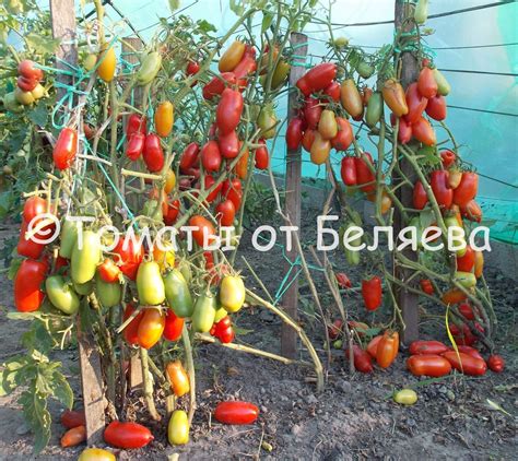 Томат Веселый гном • Описание, ОТЗЫВЫ(17), фото, семена, купить