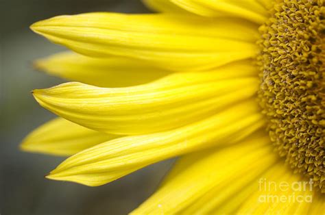 Sunflower Photograph by Mary Van de Ven - Printscapes | Pixels