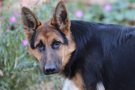 Rimadyl per cani: a cosa serve, dosaggio, quando si usa