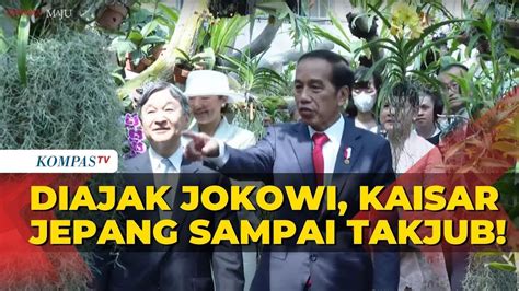 Momen Presiden Jokowi Dampingi Kaisar Jepang Naruhito Ke Griya Anggrek