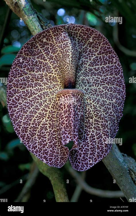 Ca Panama Barro Colorado Island Aristolochia Flower Aristolochia Sp