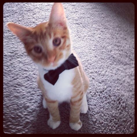 Cute Cat In Bow Tie Cute Animals Kittens Cutest Cats