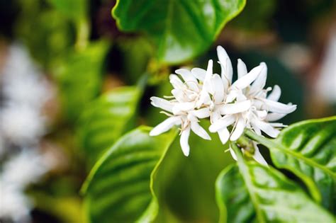 Premium Photo | Coffee flower blooming on tree