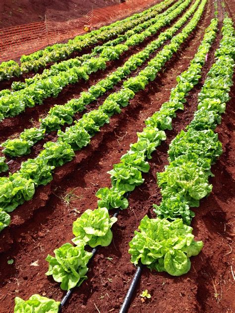 Rows Of Lettuce Growing In An Open Field With Red Dirt On The Ground